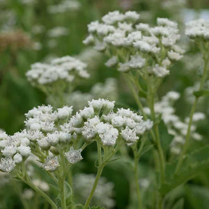 Wild Quinine (Parthenium integrifolium)