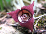 Load image into Gallery viewer, Wild Ginger (Asarum canadense)
