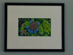 Load image into Gallery viewer, Barbara Peterson "Wild Verbena" Photography 11"x 14"
