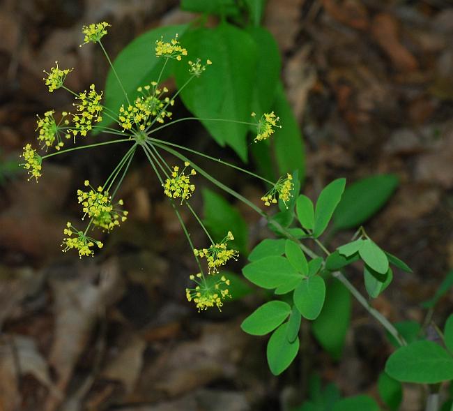 Yellow Pimpernel (Taenidia integerrima)