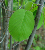 Load image into Gallery viewer, Roundleaf Serviceberry (Amelanchier sanguinea) 3 Gallon
