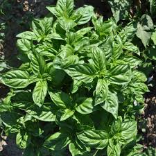 Basil, Genovese (Ocimum basilicum)