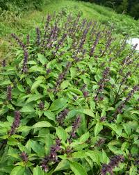 Basil, Thai Siam Queen (Ocimum basilicum)