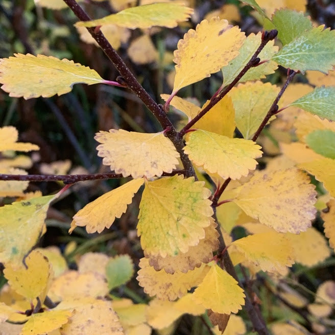 Dwarf Birch (Betula pumila)