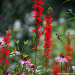 Load image into Gallery viewer, Cardinal Flower (Lobelia cardinalis)
