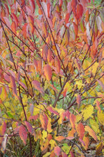 Load image into Gallery viewer, Silky Dogwood (Cornus amomum subsp. obliqua)
