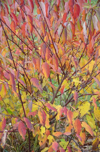 Silky Dogwood (Cornus amomum subsp. obliqua)