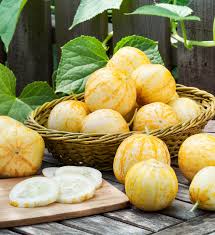 Cucumber, Lemon (Cucumis sativus)