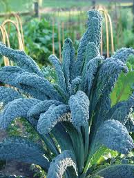 Kale, Lacinato (Brassica oleracea)