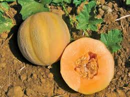 Melon, Minnesota Midget (Cucumis melo)