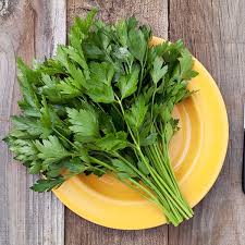 Parsley, Giant Italian (Petroselinum crispum)