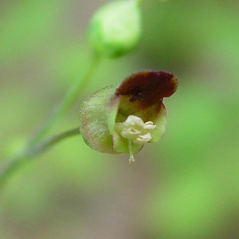 Late Figwort (Scrophularia marilandica)
