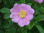 Load image into Gallery viewer, Swamp Rose (Rosa palustris) 5 Gallon
