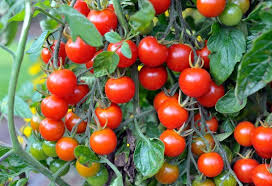 Tomato, Cherry (Lycopersicon esculentum)