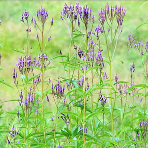 Blue Vervain (Verbena hastata)