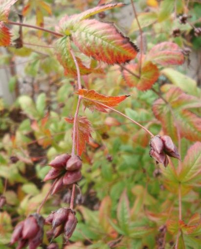 Western Indian Physic (Porteranthus stipulatus)