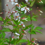 Load image into Gallery viewer, Western Indian Physic (Porteranthus stipulatus)
