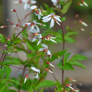Western Indian Physic (Porteranthus stipulatus)