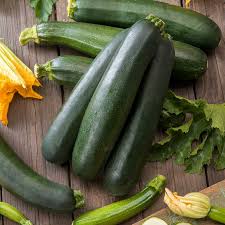 Zucchini, Black Beauty (Cucurbita pepo)