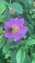 Load and play video in Gallery viewer, Prairie Rose (Rosa carolina)
