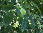 Load image into Gallery viewer, American Bladdernut (Staphylea trifolia)
