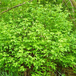 Load image into Gallery viewer, American Bladdernut (Staphylea trifolia)
