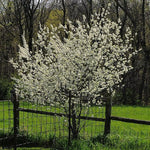 Load image into Gallery viewer, American Plum (Prunus americana)
