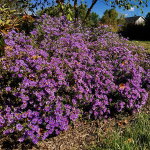 Aromatic Aster (Symphyotrichum oblongifolium)