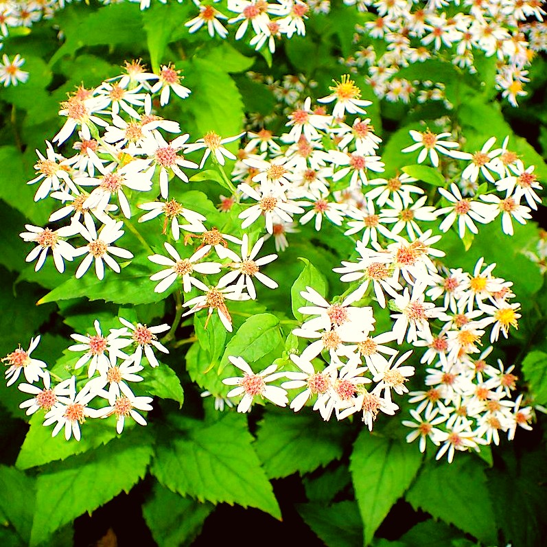 Big-leaf Aster (Eurybia macrophylla)