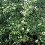 Load image into Gallery viewer, Blackhaw Viburnum (Viburnum prunifolium)
