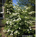 Load image into Gallery viewer, Blackhaw Viburnum (Viburnum prunifolium)
