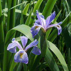 Blue Flag Iris (Iris virginica var. shreveii)
