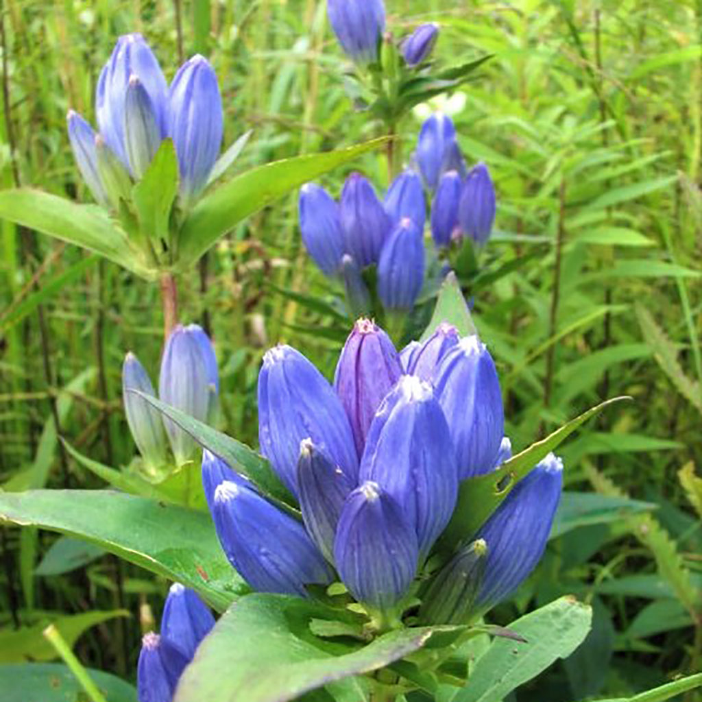 Bottle Gentian (Gentiana andrewsii)