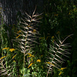 Load image into Gallery viewer, Bottlebrush Grass (Elymus hystrix)

