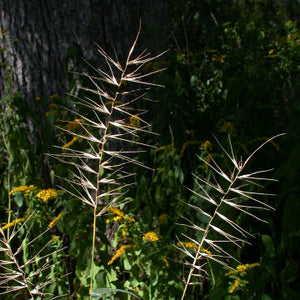 Bottlebrush Grass (Elymus hystrix)