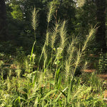 Load image into Gallery viewer, Bottlebrush Grass (Elymus hystrix)
