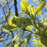 Load image into Gallery viewer, Bur Oak (Quercus macrocarpa)

