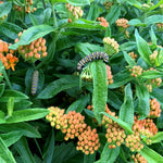 Load image into Gallery viewer, Butterfly Milkweed (Asclepias tuberosa)
