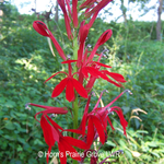 Load image into Gallery viewer, Cardinal Flower (Lobelia cardinalis)
