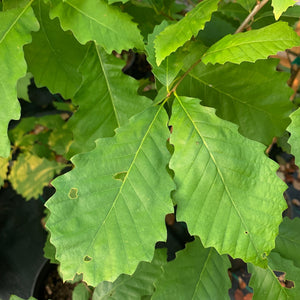 Chinquapin Oak (Quercus muehlenbergii)