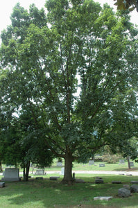 Chinquapin Oak (Quercus muehlenbergii)