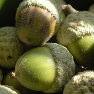 Chinquapin Oak (Quercus muehlenbergii)