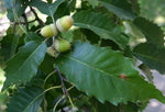 Load image into Gallery viewer, Chinquapin Oak (Quercus muehlenbergii)
