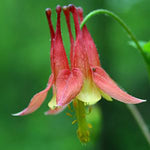 Load image into Gallery viewer, Wild Columbine (Aquilegia canadensis)
