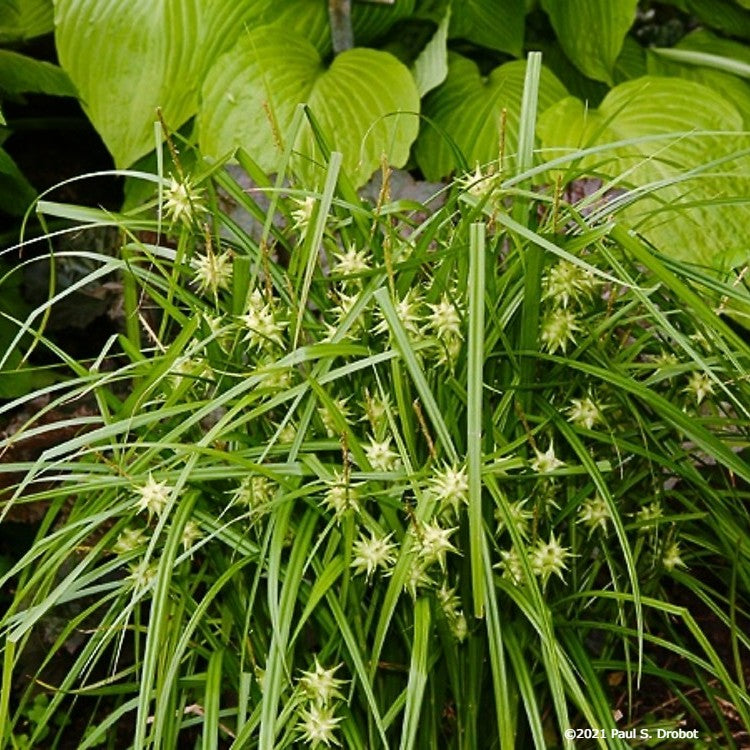 Common bur sedge (Carex grayi)