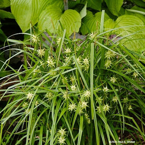 Common bur sedge (Carex grayi)