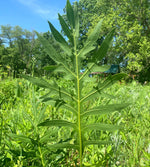 Load image into Gallery viewer, Compass Plant (Silphium laciniatum)
