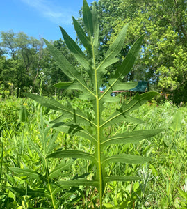 Compass Plant (Silphium laciniatum)