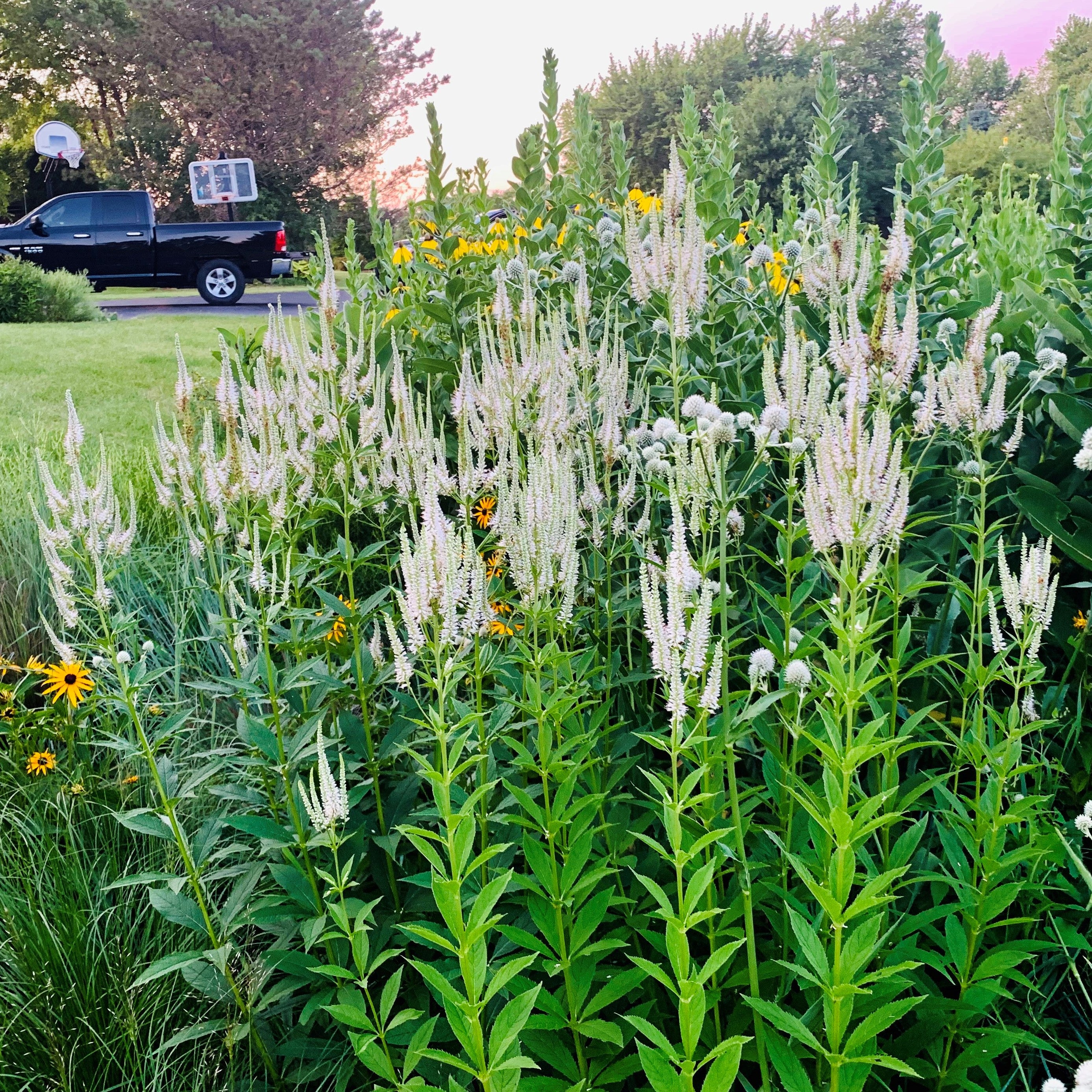 Culver's Root (Veronicastrum virginicum)