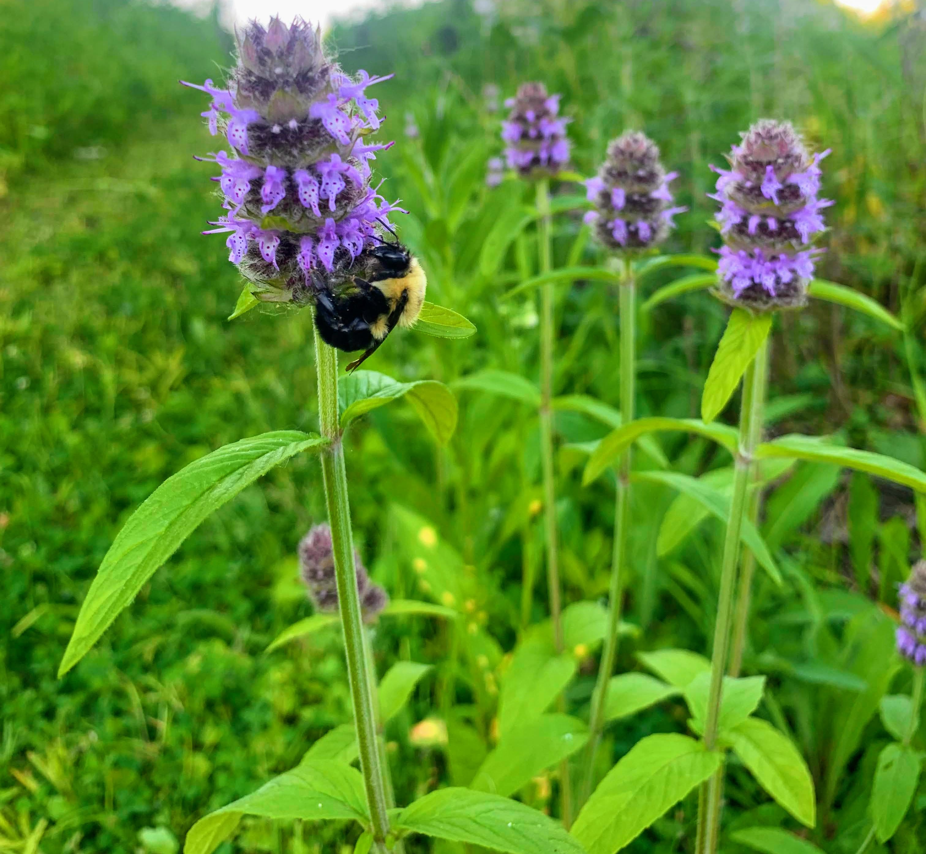Downy wood mint (Blephilia ciliata)